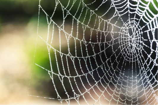 Spider Silk & The Plastic Packaging Problem